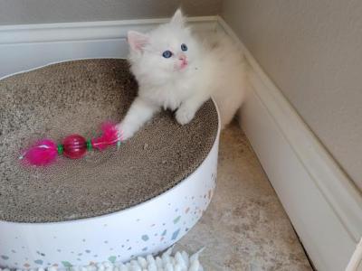 Sky - Ragdoll - Gallery Photo #1