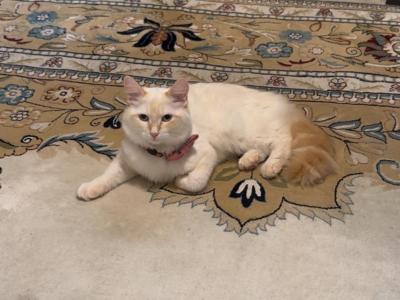 Barfi - Turkish Angora - Gallery Photo #1