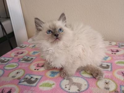 Ragdoll Kittens - Ragdoll - Gallery Photo #1