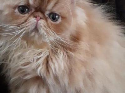 Gorgeous Cfa Persian Male Kitten GIVENCHY - Persian - Gallery Photo #1