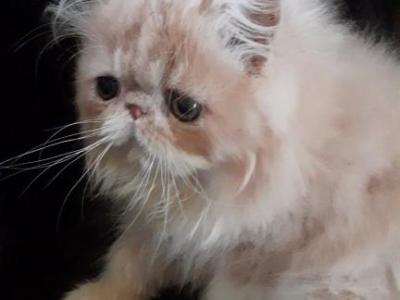 Sweet Persian Kitten Cfa Registered EIFFEL - Persian - Gallery Photo #1