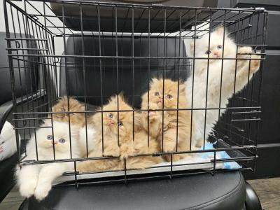 Ready CFA Persian Kittens Health Tested Bloodlines - Persian - Gallery Photo #1