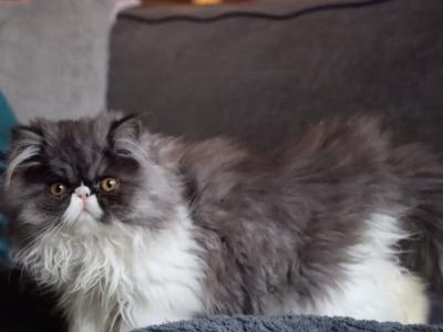 Hansel - Persian - Gallery Photo #1