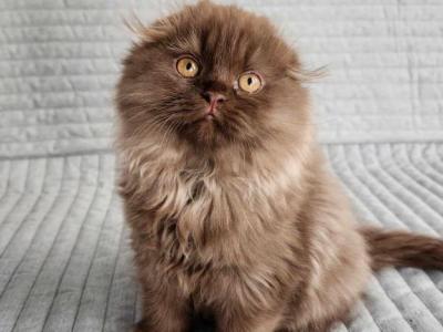 Pluto - Scottish Fold - Gallery Photo #1