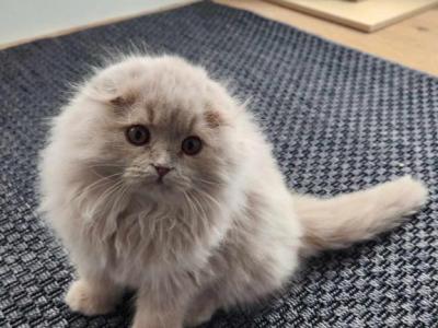 Peanut - Scottish Fold - Gallery Photo #1