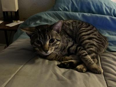 Baby Boy - Egyptian Mau - Gallery Photo #1