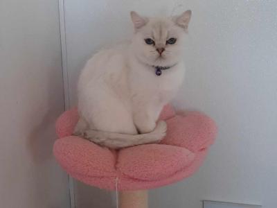 Jules - British Shorthair - Gallery Photo #1