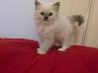 TICA Mitted Lynx Ragdoll Kitten Female - Ragdoll - Gallery Photo #1