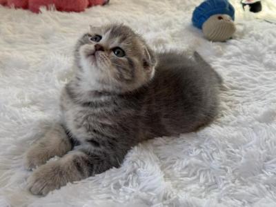 Scout - Scottish Fold - Gallery Photo #1