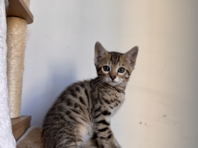 Bengal Kittens - Bengal - Gallery Photo #1