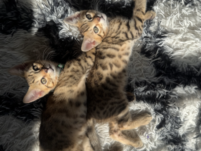 Baby Bengals - Bengal - Gallery Photo #1