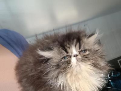 Cfa Brown Tabby And White Male Persian Kitten - Persian - Gallery Photo #1