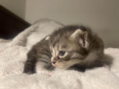 Striped Boy - Maine Coon - Gallery Photo #1