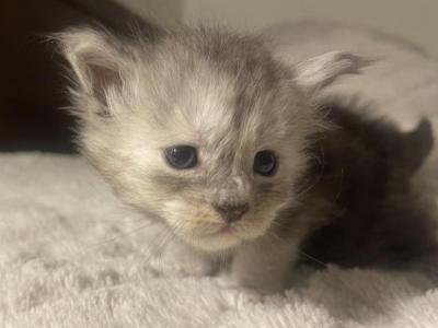 Black And Silver Smoke - Maine Coon - Gallery Photo #1