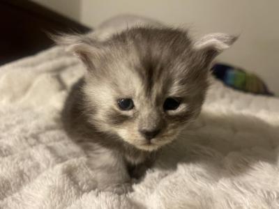 Black And Silver Smoke2 - Maine Coon - Gallery Photo #1