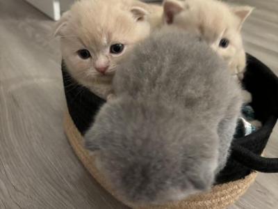 Apricot - Scottish Fold - Gallery Photo #1