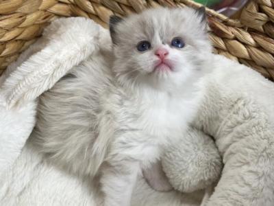 Ragdoll Kitten - Ragdoll - Gallery Photo #1