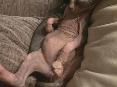 OSHUN Litter - Sphynx - Gallery Photo #1