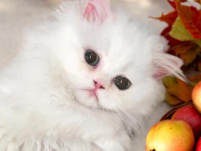 Baby - Persian - Gallery Photo #1