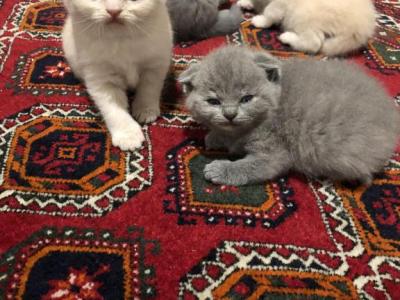 Silver - Scottish Fold - Gallery Photo #1