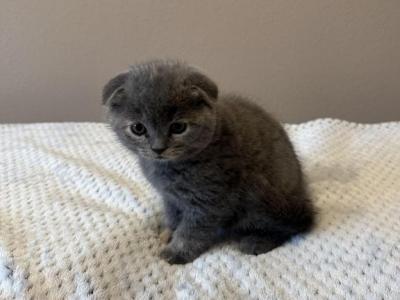 Scottish Fold - Scottish Fold - Gallery Photo #1