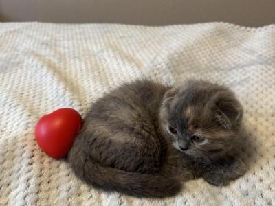 Scottish Folld - Scottish Fold - Gallery Photo #1