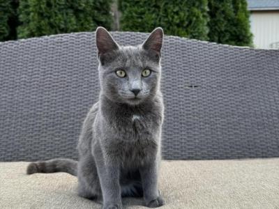 Blueberry - Chartreux - Gallery Photo #1