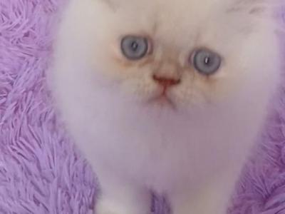 READY NOW Friendly Himalayan Kitten DUDLEY - Himalayan - Gallery Photo #1