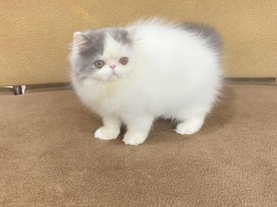 Nimbus - Persian - Gallery Photo #1