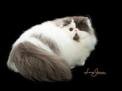 Babaloo So Cute - Persian - Gallery Photo #1