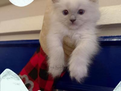 Copper Lilac Pointed Mitted Ragdoll - Ragdoll - Gallery Photo #1