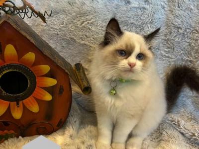 Voloshkas Litter - Ragdoll - Gallery Photo #1