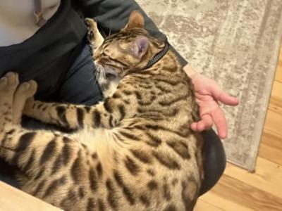 Leo - Bengal - Gallery Photo #1