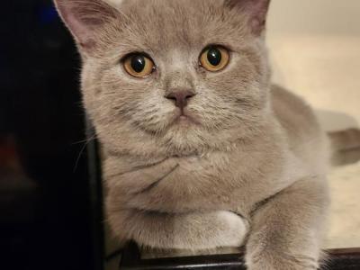 British Shorthair Litter - British Shorthair - Gallery Photo #1