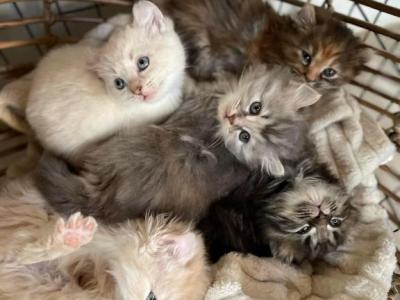 Highlander Kittens For Sale Expecting Litter - Highlander - Gallery Photo #1