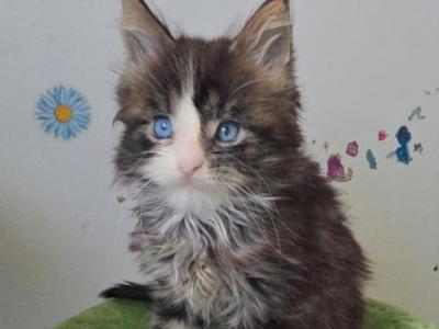 Blue - Maine Coon - Gallery Photo #1