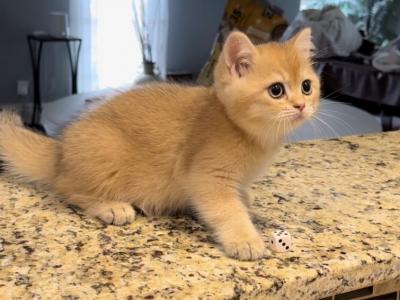 Orange Kittens - British Shorthair - Gallery Photo #1