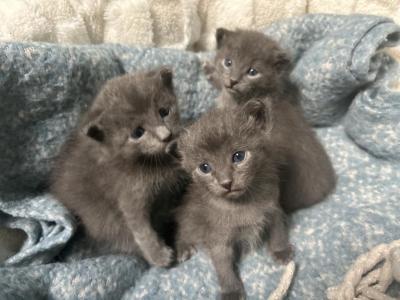 Russian Blue - Russian Blue - Gallery Photo #1