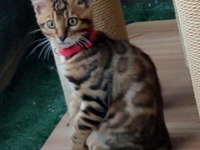 Barrettsbengals Ziggy Stardust - Bengal - Gallery Photo #1