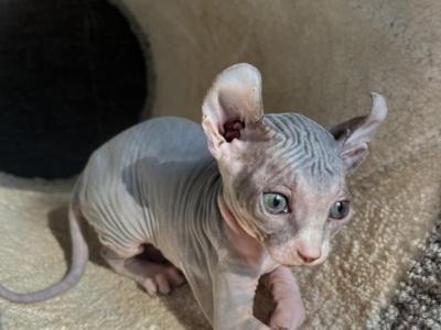 Sphynx - Sphynx - Gallery Photo #1