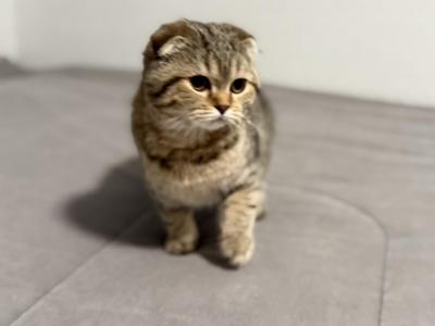 Mila - Scottish Fold - Gallery Photo #1