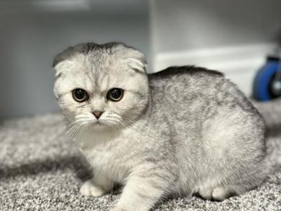 Kyle - Scottish Fold - Gallery Photo #1