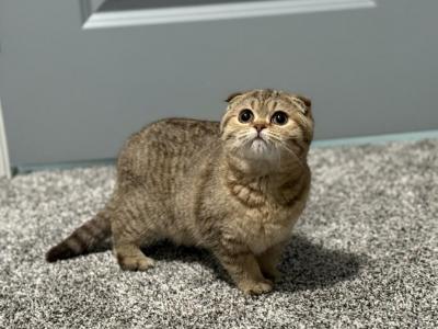 Kitten - Scottish Fold - Gallery Photo #1