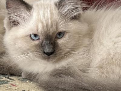 Sage - Ragdoll - Gallery Photo #1