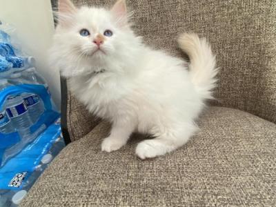 Siberian Boy Purebred Cream Point - Siberian - Gallery Photo #1