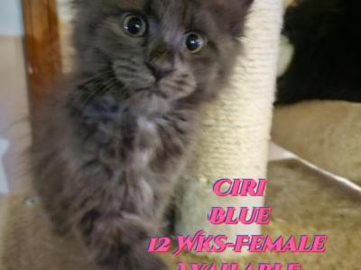 Ciri The Witcher Litter - Maine Coon - Gallery Photo #1