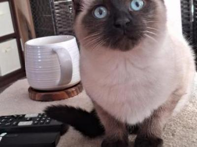 Ragamese Kitten Seal Point SH - Ragdoll - Gallery Photo #1