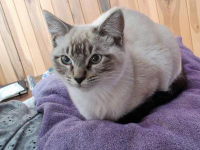 Ragamese Kitten Lynx Point SH - Ragdoll - Gallery Photo #1