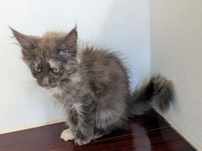 Blue Cream Torti Maine Coon - Maine Coon - Gallery Photo #1