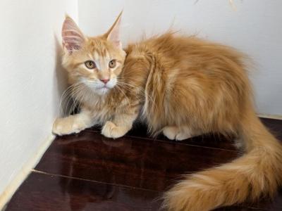 Orange Maine Coon Boy - Maine Coon - Gallery Photo #1